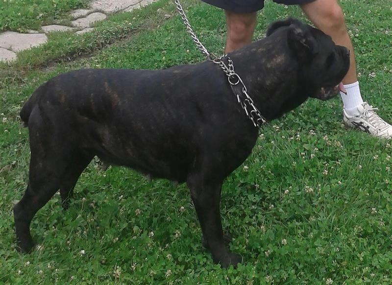 Cane-corso-stenci-na-prodaju
