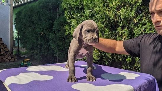 Cane-corso-stenci-sive-boje
