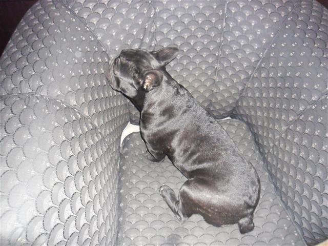 Francuski-buldog
