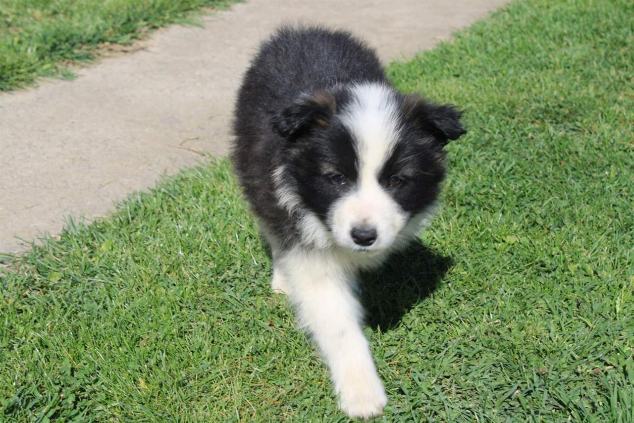 Štenci-Border-Collie