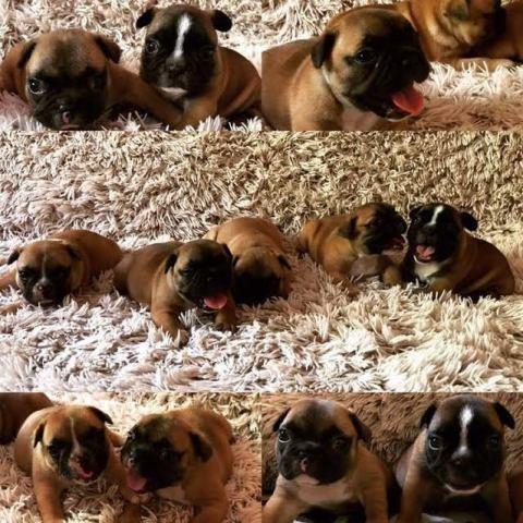 Francuski buldog OD KUCE DON 