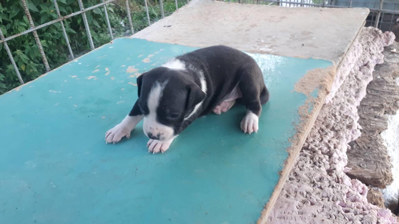 Pitbull-štenci