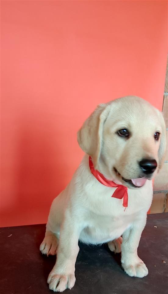 Labrador-Retriver-Štenci