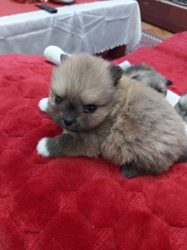 Pomeranski-špic-