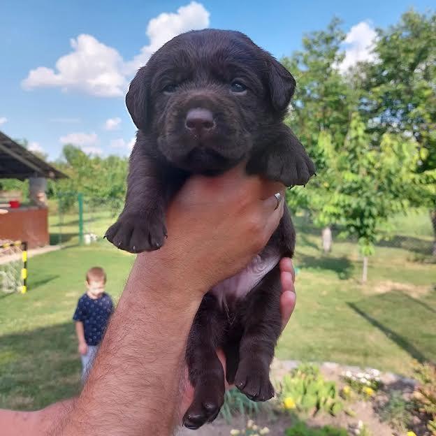 Labrador-Retriver-štenci