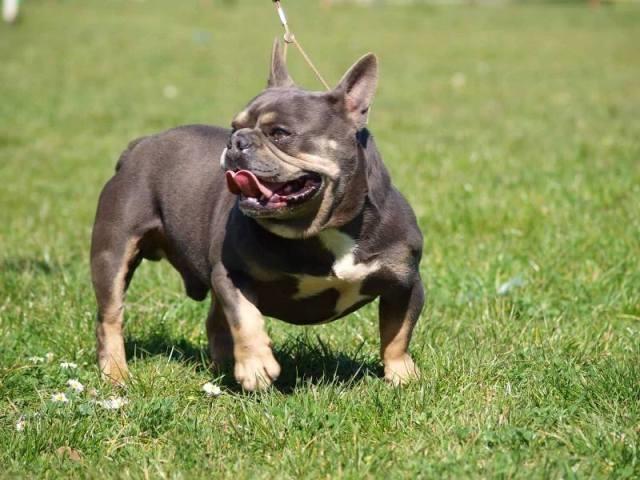 Parenje-Francuski-Buldog-