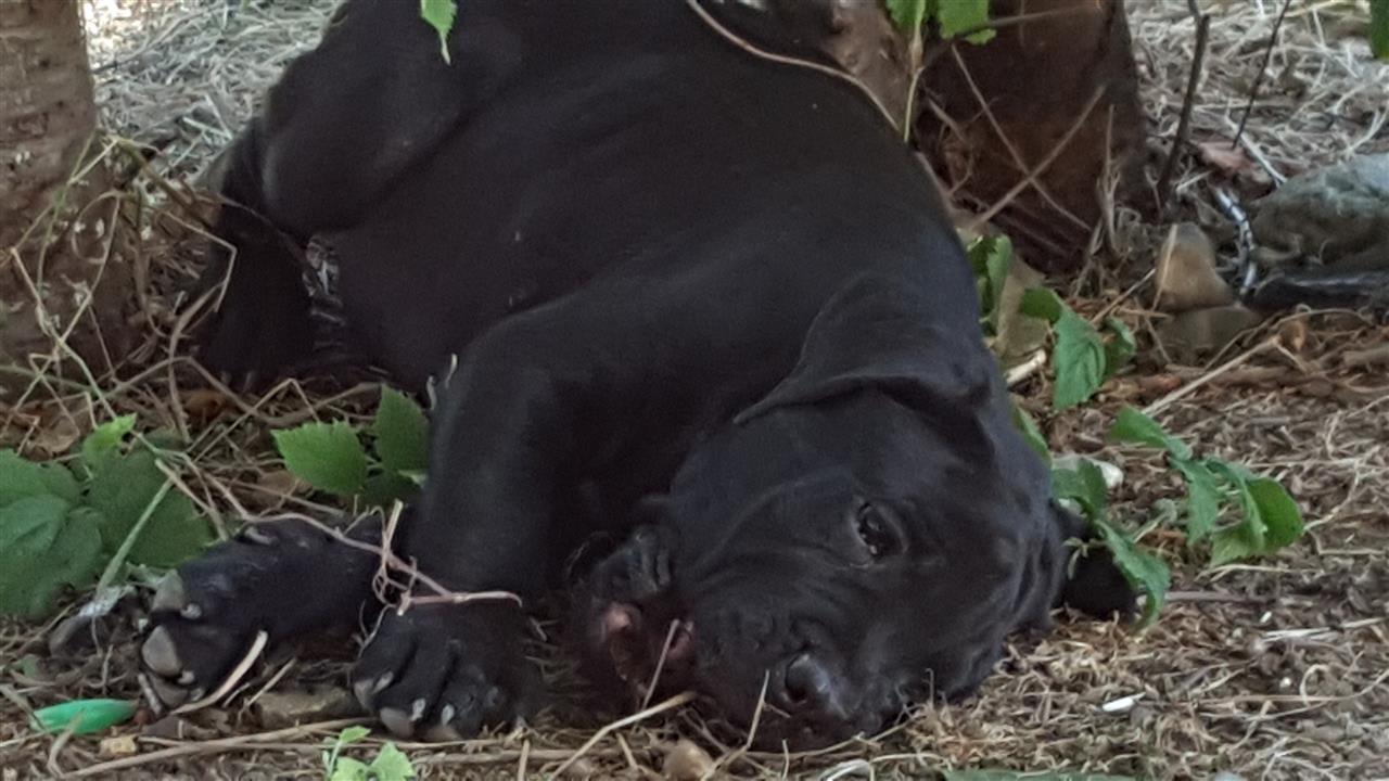 Cane-corso-stenci