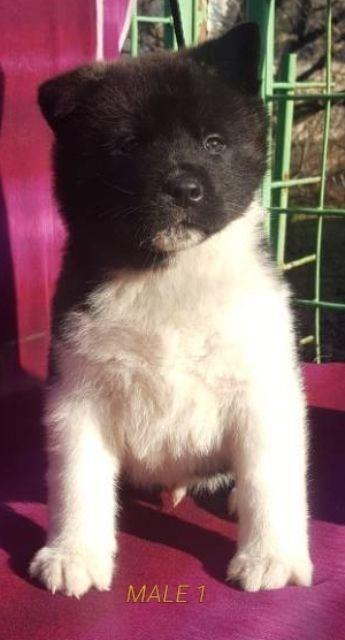 Američka-Akita-štenci