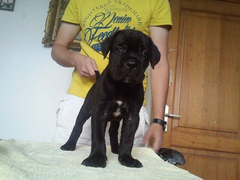 Cane-Corso-štenad-na-prodaju