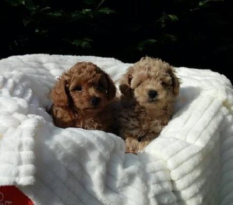 Toy-pudle-