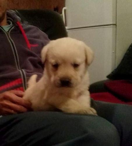  Labrador štenci 
