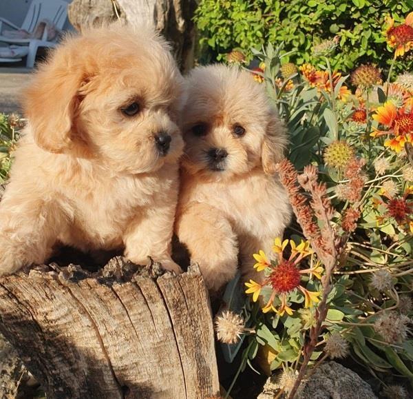 Prelepi-MALTIPOO-štenci