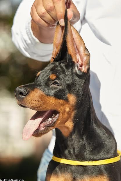 Doberman-štenci