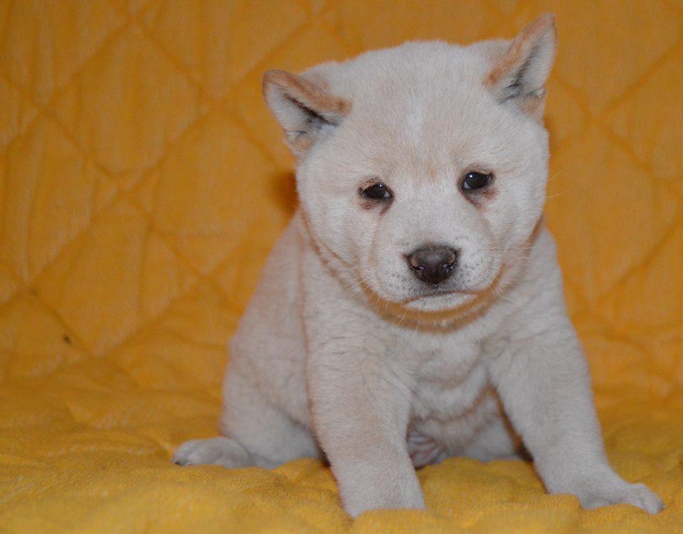 STENCI-SHIBA-INU