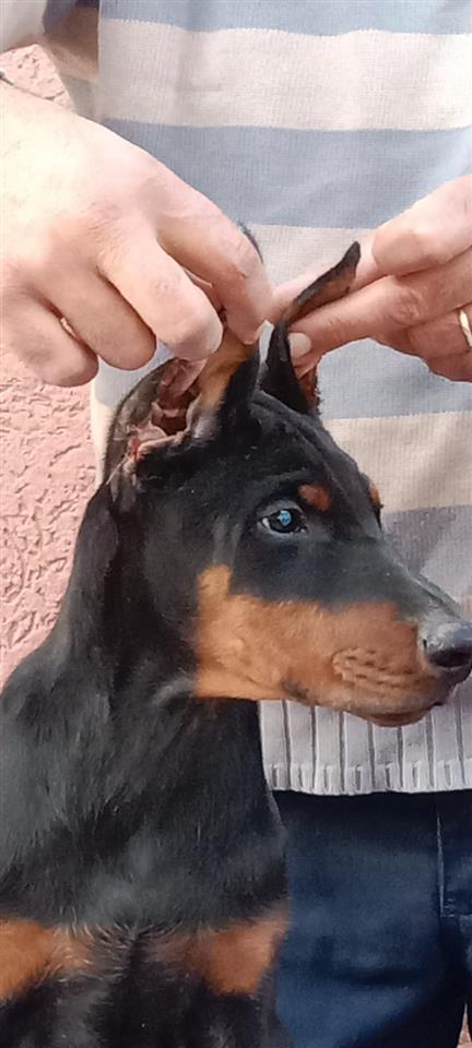 Doberman-VRHUNSKI-štenci