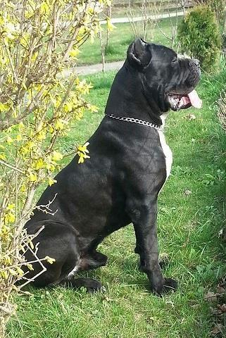 Cane-corso-štenci