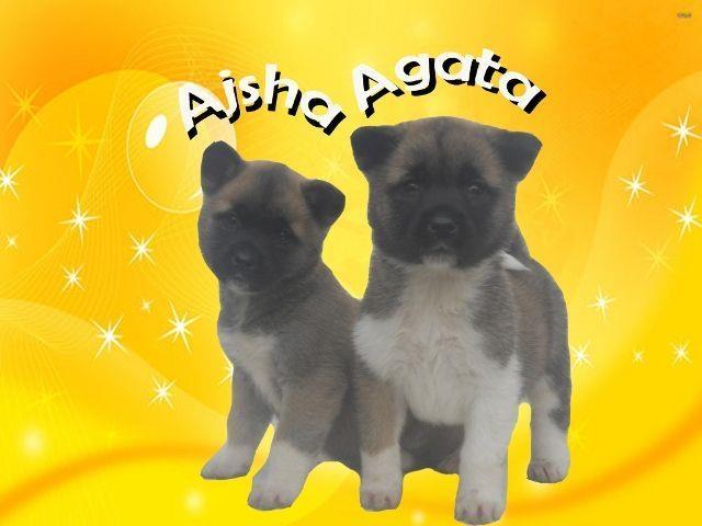 Americka-Akita-stenad-