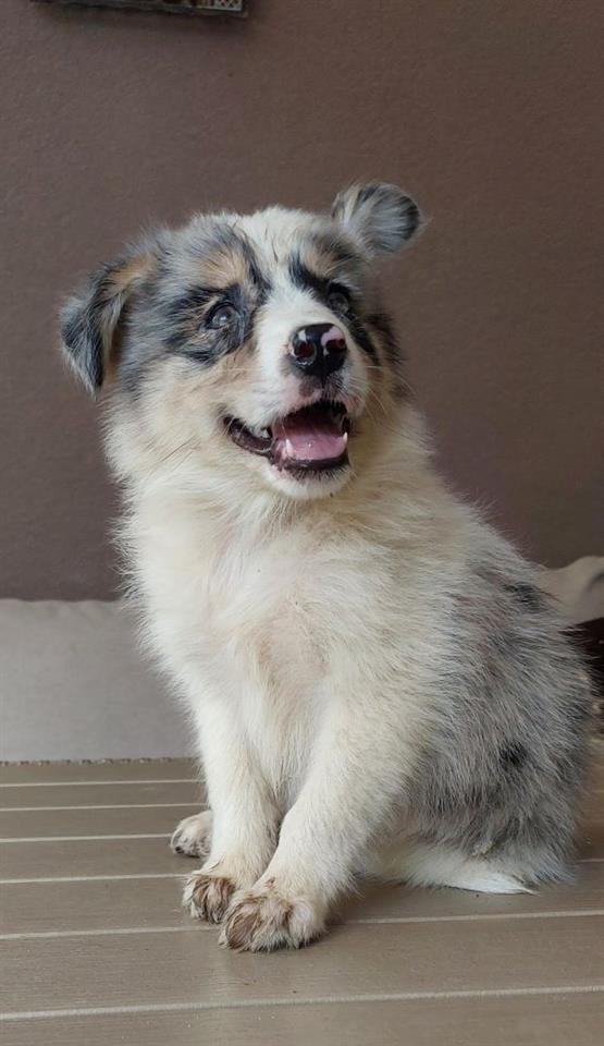 Border-koli-collie-štenci
