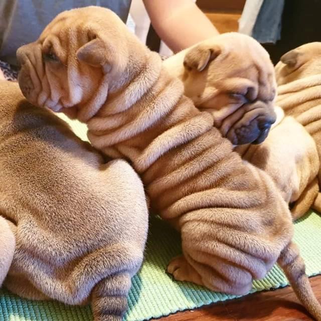 Shar-Pei-stenci