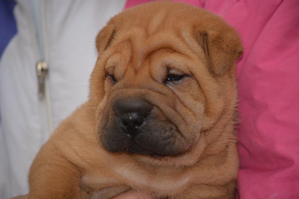 Sar-pei-stenci-