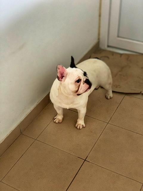 Francuski-buldog