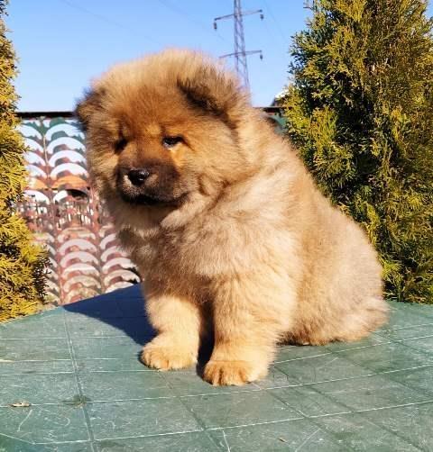 Chow-cau-cau
