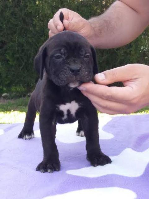 Cane-Corso--prelepi-štenci-