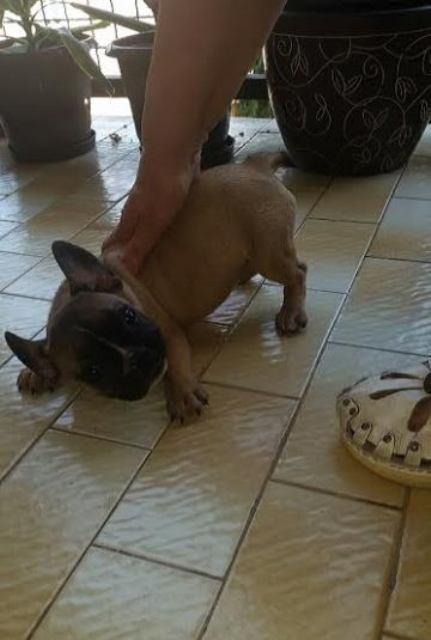 Francuski-buldog-