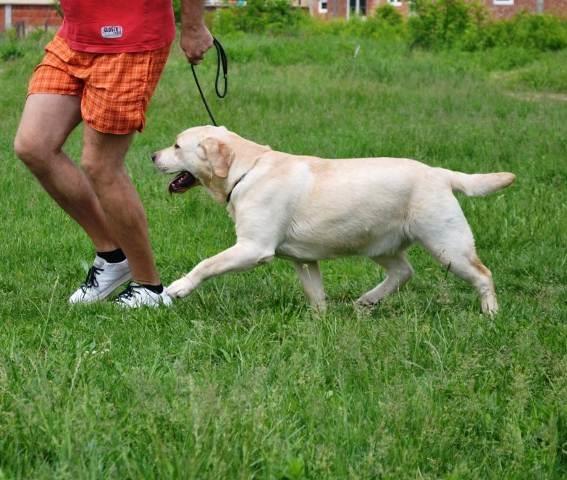 Labrador retriver  mlada zenka