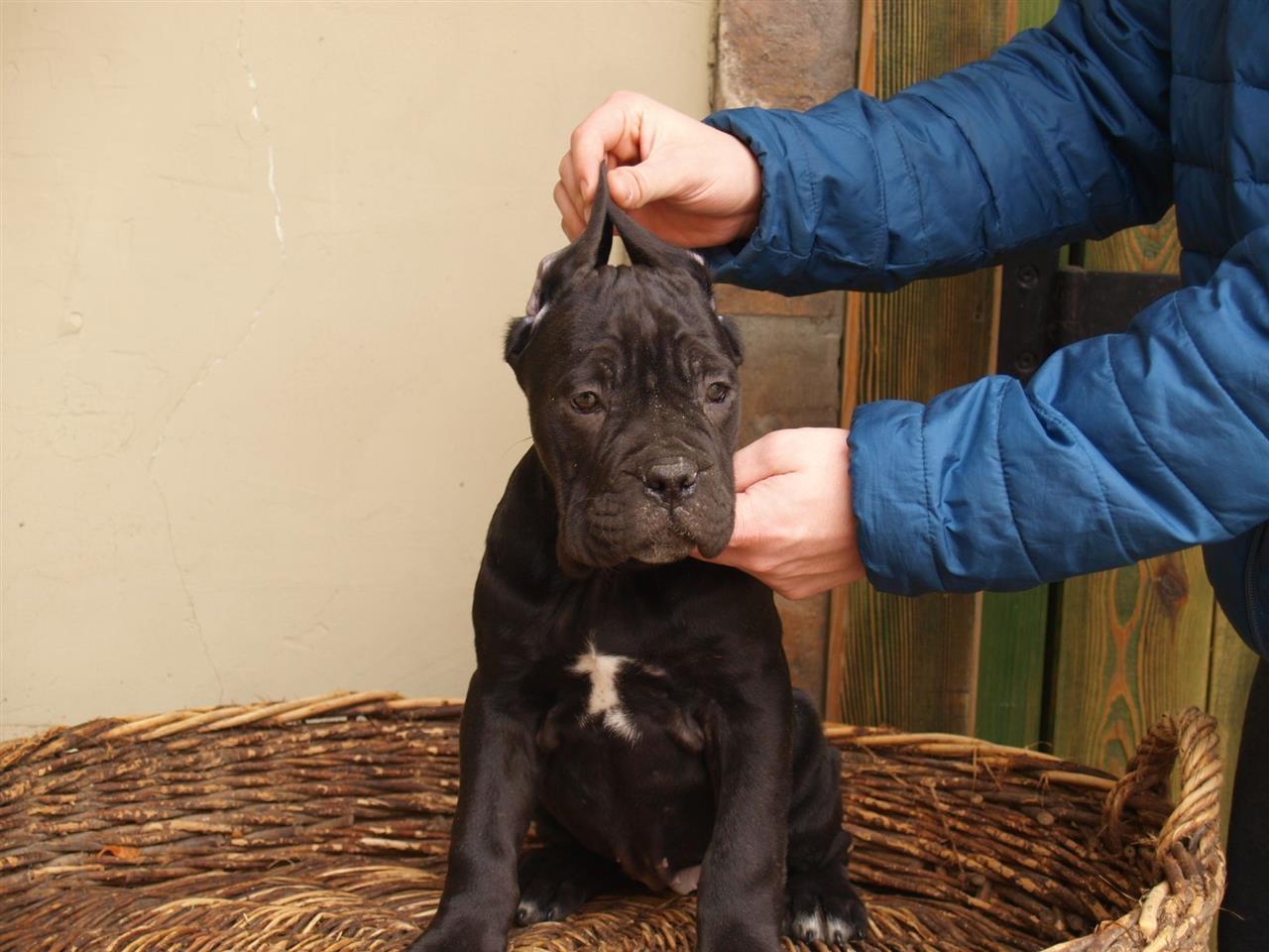 Kane-Korso-Cane-Corso-POVOLJNO