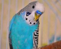 TIGRICE