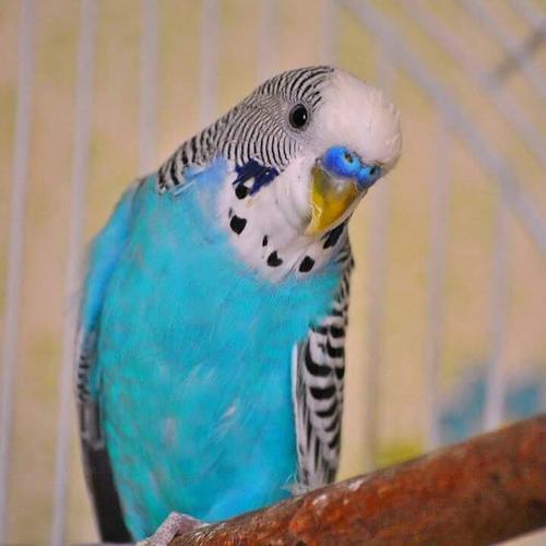 TIGRICE