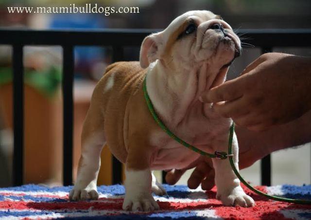 Engleski-Buldog-