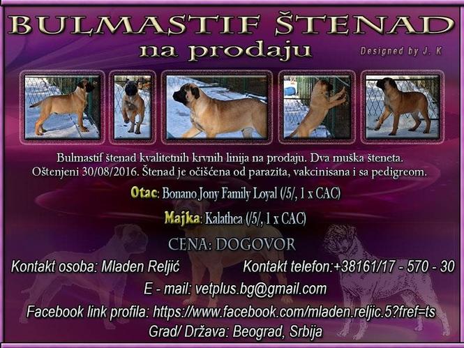 Bulmastif štenad