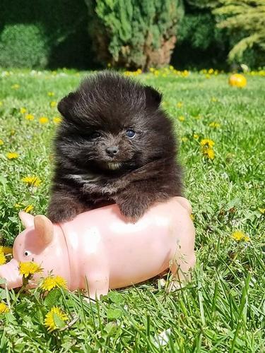 Pomeranski spic
