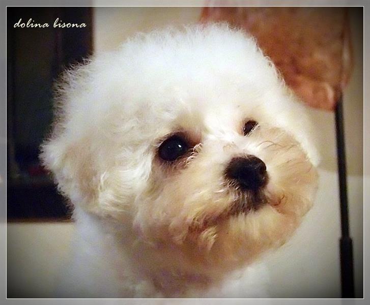 Bichon-Frise-