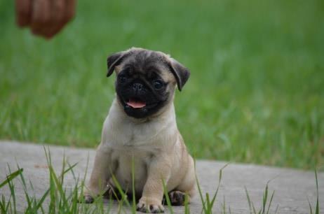 Mops stenci