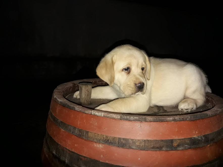 Labrador-retriver--prelepi-štenci