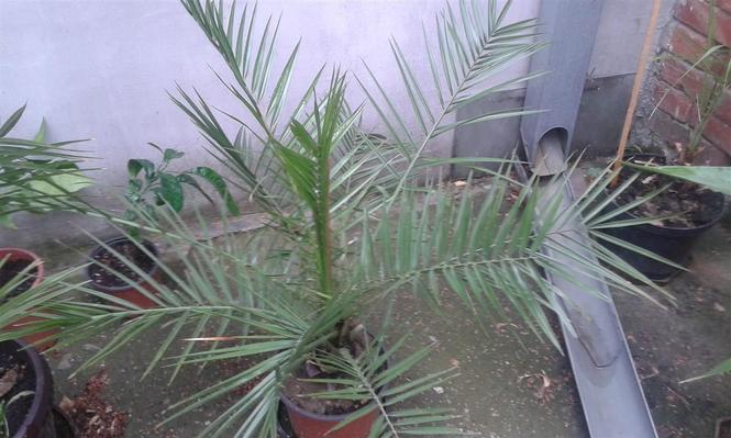 Palme