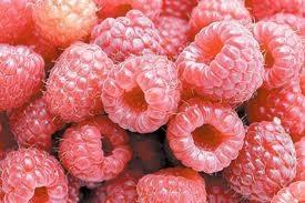 SADNICE-MALINE