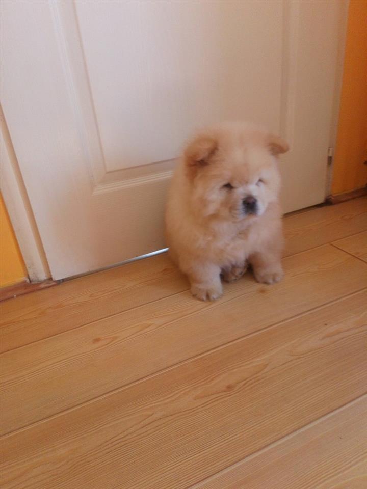 Chow-Chow-stenci