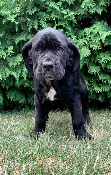 Predivni-napuljski-mastiff-Štenad