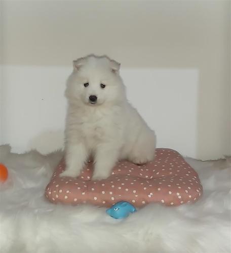 Samojed