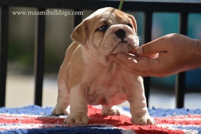 Engleski-Buldog-
