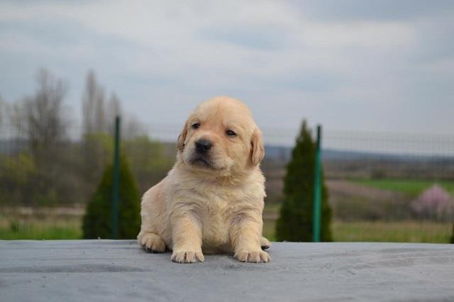 Labrador-retriver-