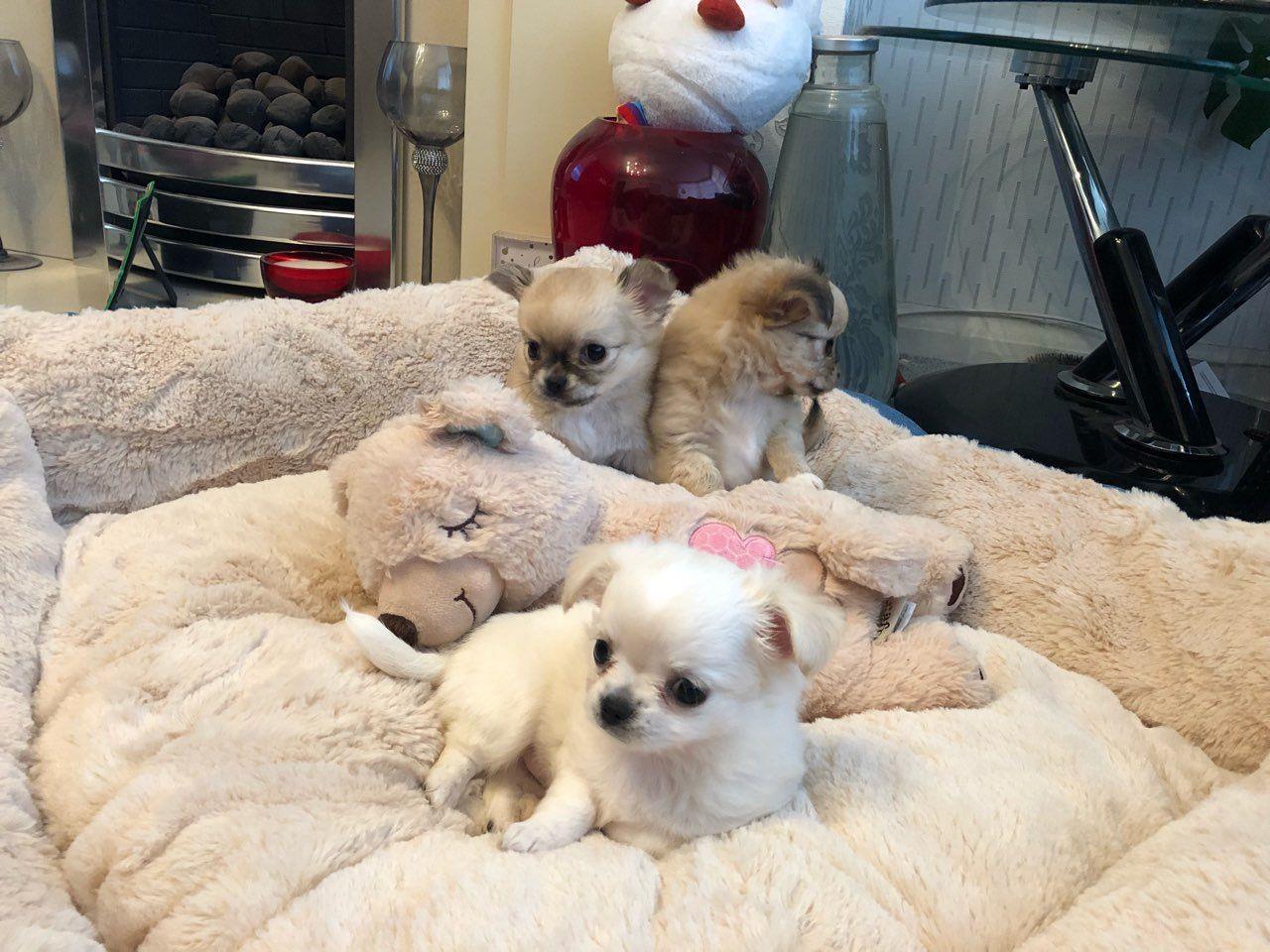 Lijepi-štenci-Kc-Chihuahua---