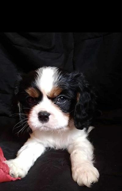 Cavalier-King-Charles-štenci