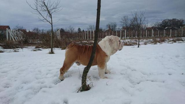 Engleski-Buldog--slobodan-za-parenje-