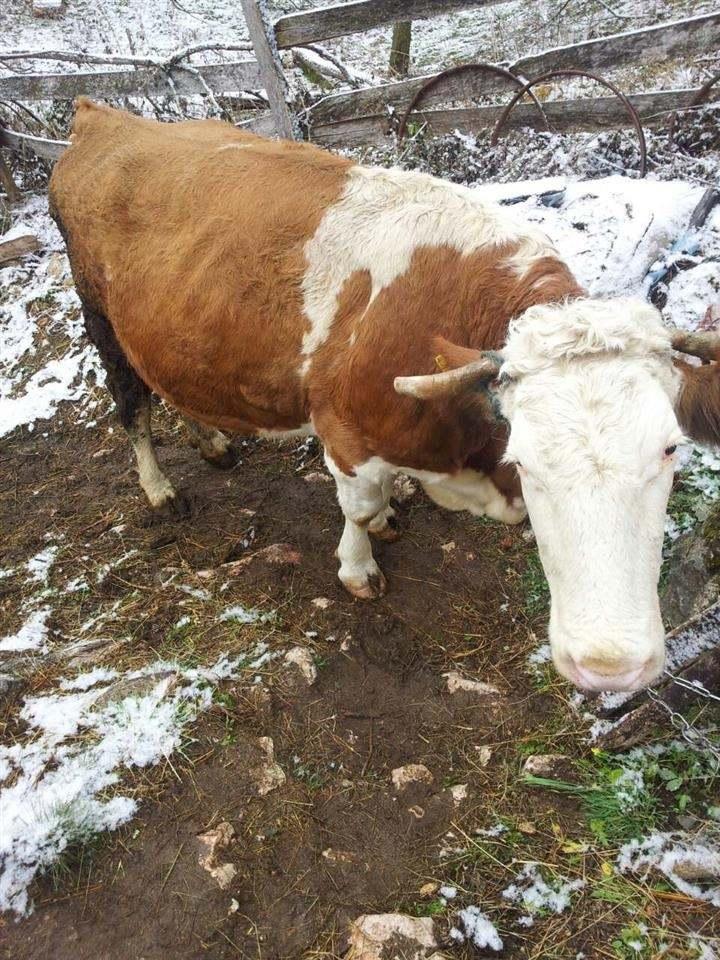 Krava-