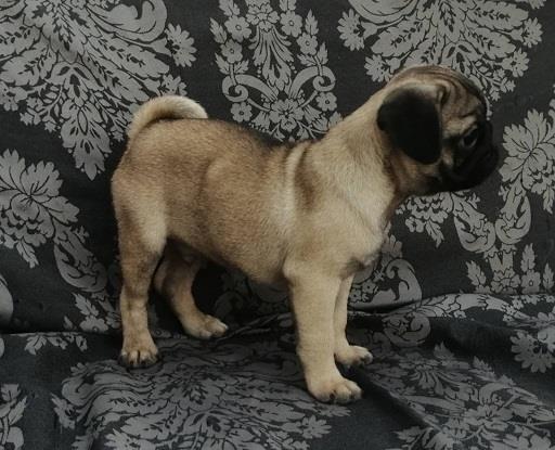 Mops-preslatki-štenci